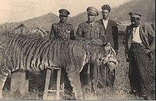 After he devoured 25 sheep.. Catching a rare tiger in Iraqi Kurdistan