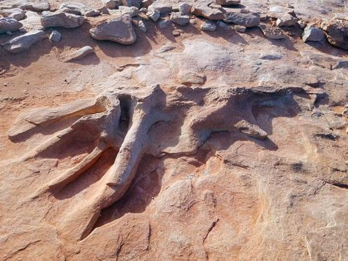 200 million year old dinosaur tracks