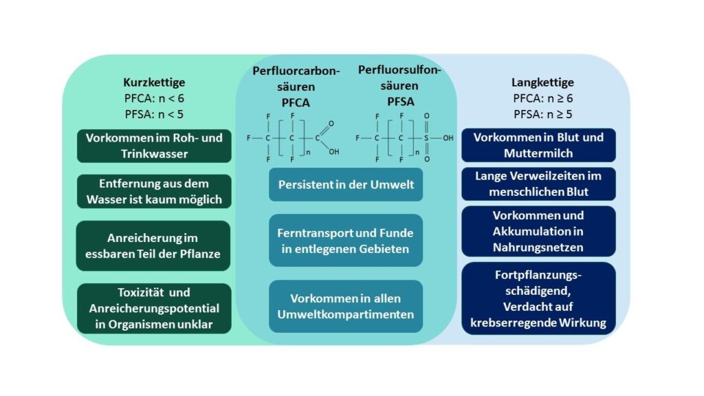 Forever Chemicals Found: German Study Unveils Widespread Presence of PFAS in Blood Samples